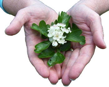 bach-flower1.jpg