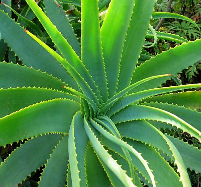 aloe_vera_400x371.jpg