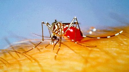 aedes-aegypti-mosquito.jpg
