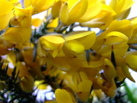 gorse