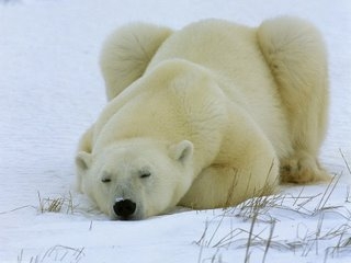 orso-polare-che-dorme1.JPG