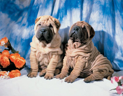 sharpei.jpg