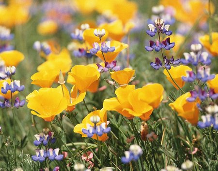 fiori1.jpg