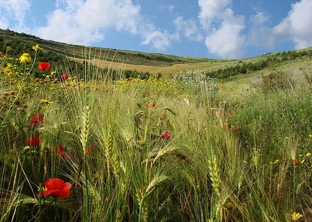 primavera1.jpg