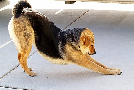 yoga.jpg
