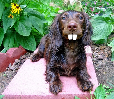 denti.jpg