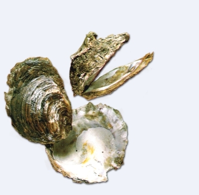 ostrica