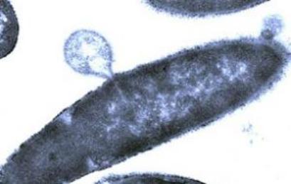 scoperte-proteine-che-uccidono-i-batteri-delle28099antrace-foto