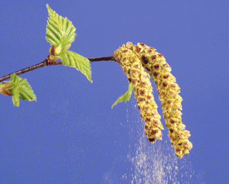 allergia-polline-foto