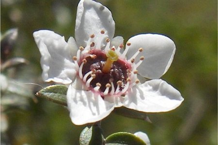 fitoterapia, miele di manuka e polpa di frutto di baobab
