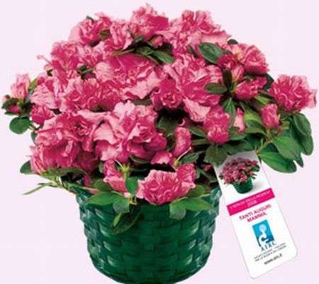 azalea-airc