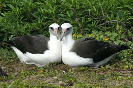 albatros-gay albatros-gay