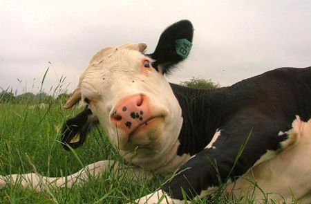 mucca mucca