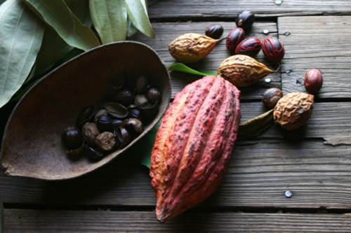 cacao