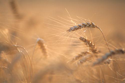 grano