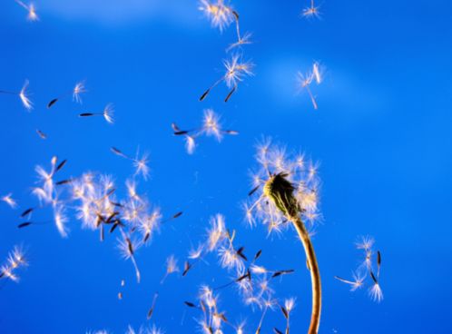 allergia pollini omeopatia consigli esperto cura e prevenzione