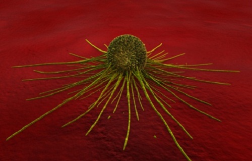 cancro seno proteina allattamento base cura