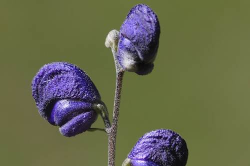 Rimedi omeopatici mal di gola aconitum