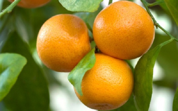 Vitamina C pura 10 alimenti trova