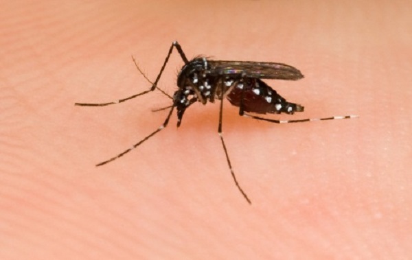 allergia estate cause sintomi