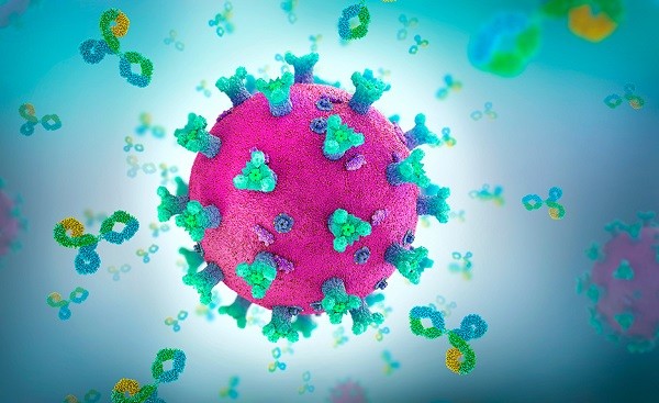 anticorpi coronavirus